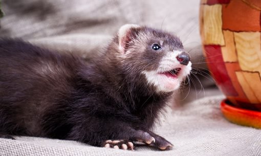 ferret-mouth-open