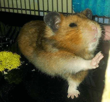 coco-hamster