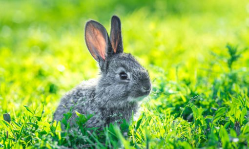 Bunny Rabbit In A Sunny Field