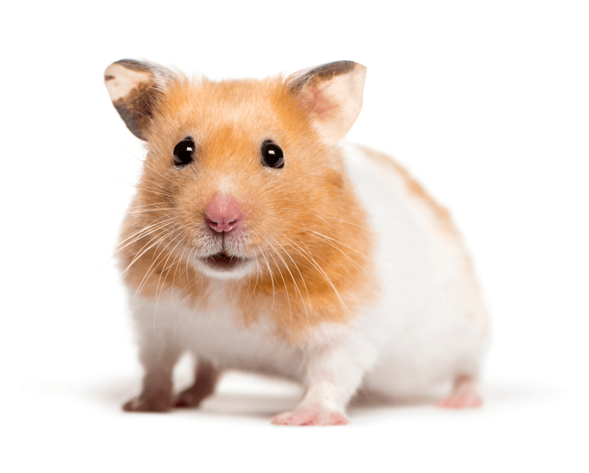 Syrian Hamster