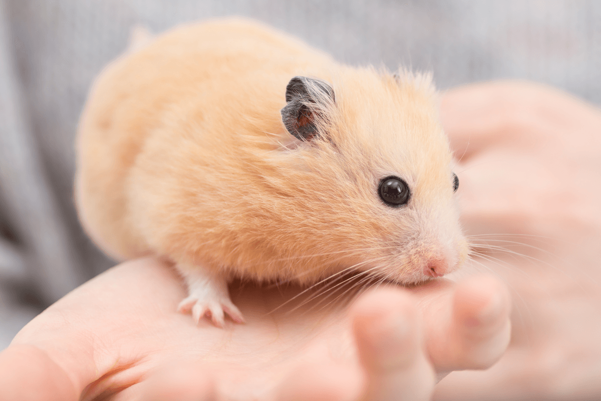 hamster hand