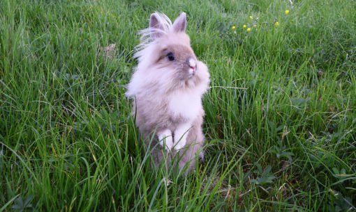 Rabbit standing in the grass