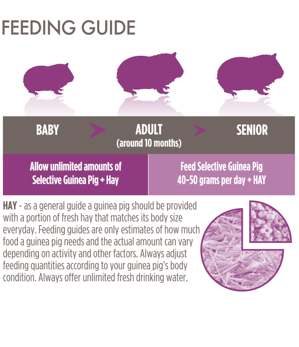 Guinea-Pig-Feeding-Guide