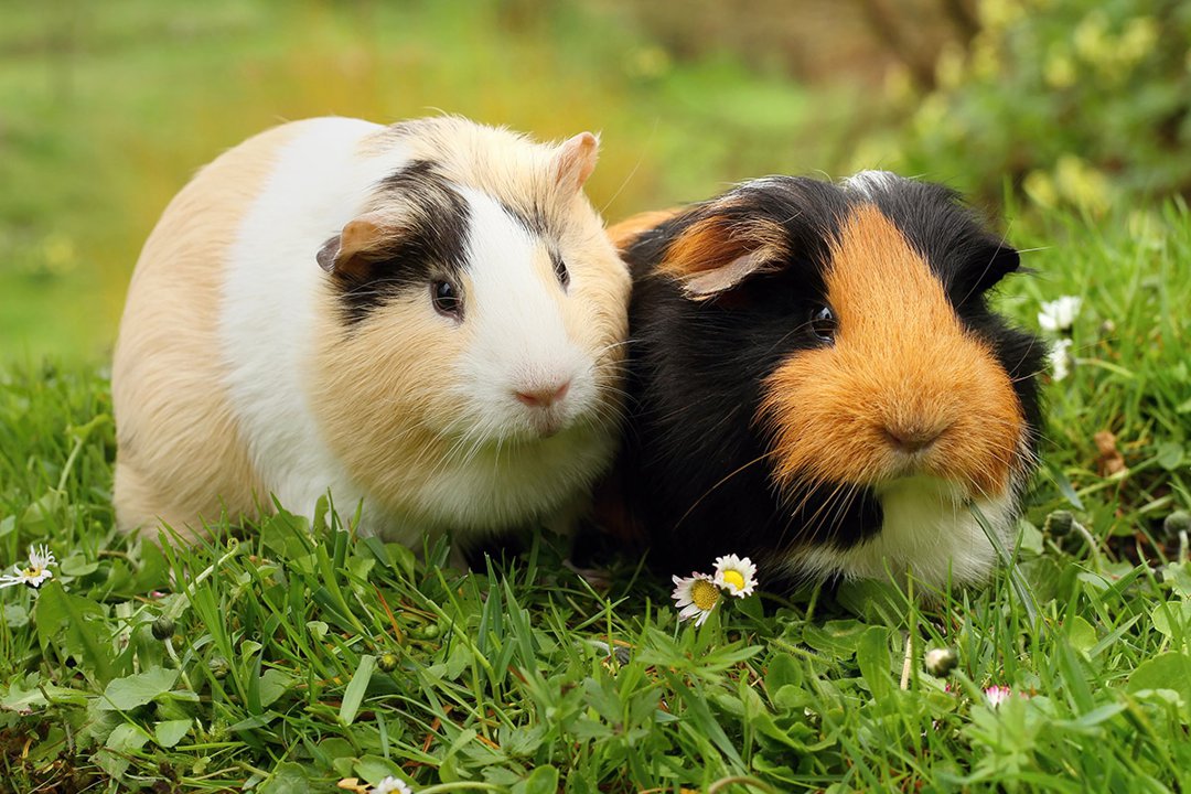 can male and female guinea pigs be kept together?