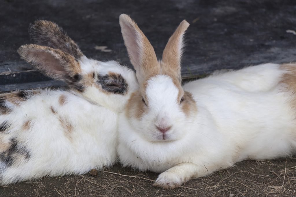 Rabbit pairs and companionship Supreme Petfoods