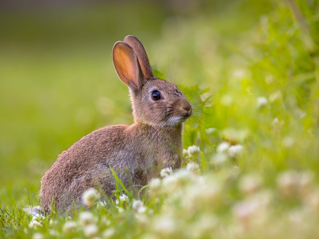 How long do rabbits live? Supreme Petfoods