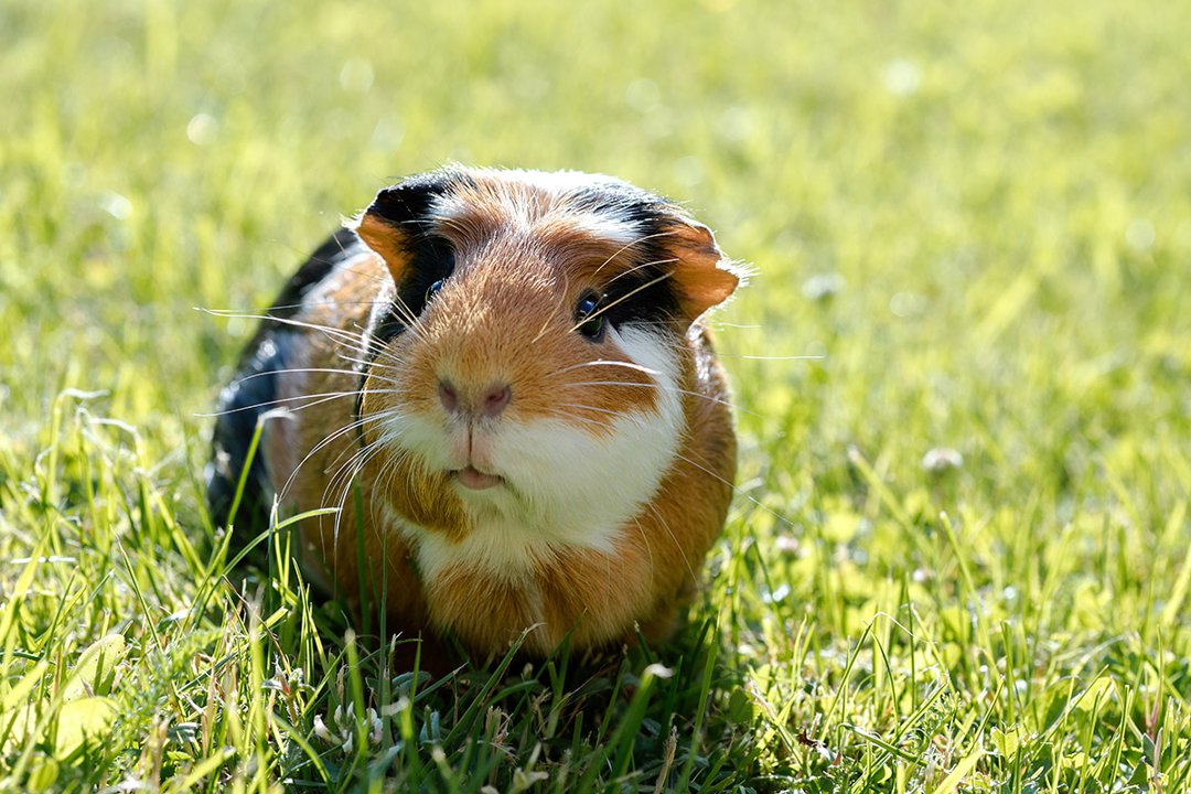 guinea-Pig-looking