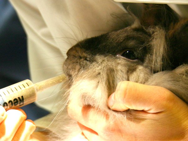Syringe feeding rabbit