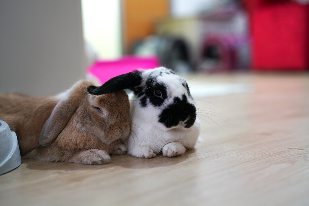 rabbits wood flooring
