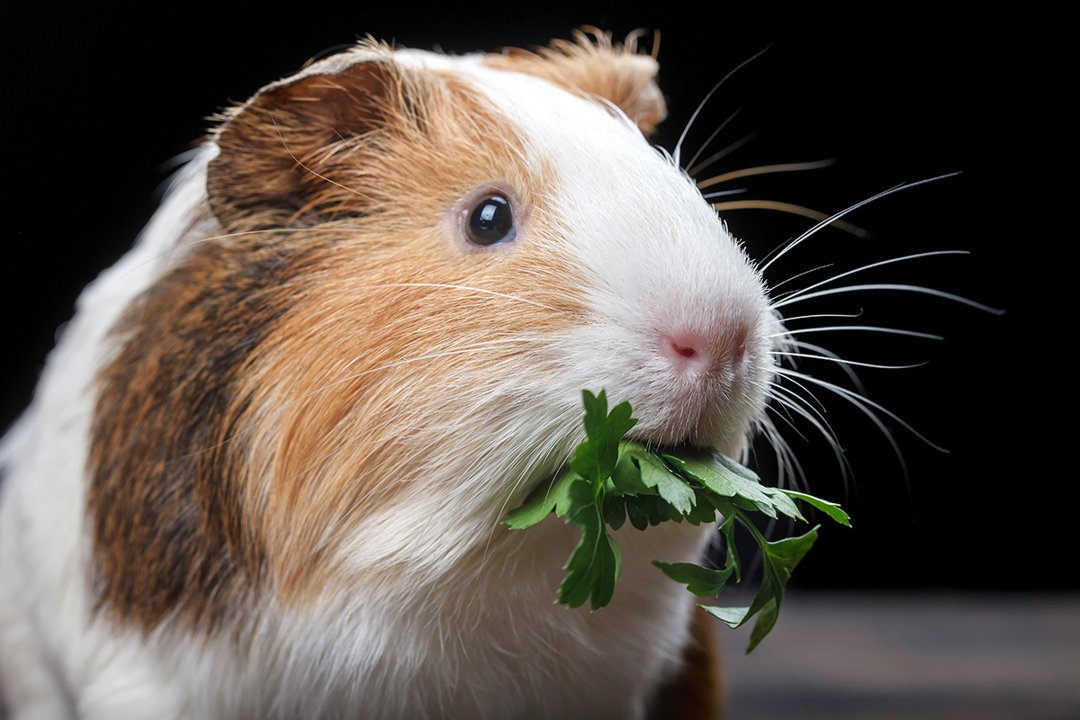 Guinea Pig eating herbs