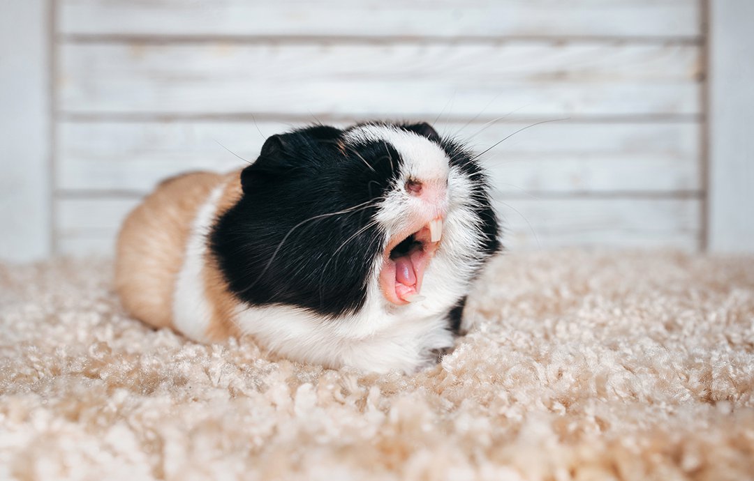 Guinea pig teeth how to keep them healthy Supreme Petfoods