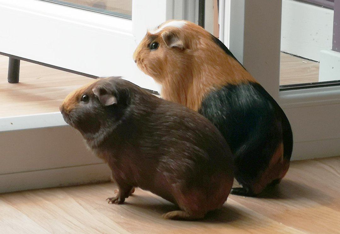 guinea pigs watching