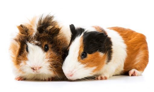 Guinea Pigs