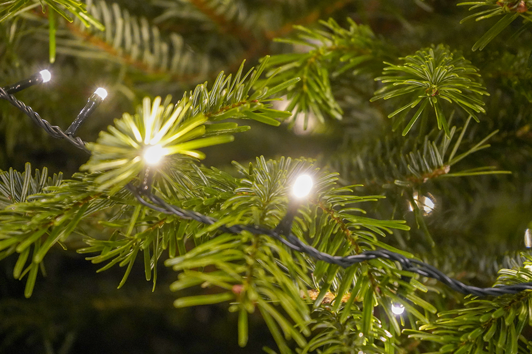 Christmas tree lights fir