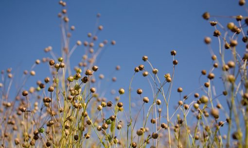 Omega 3 & 6 Flaxseed