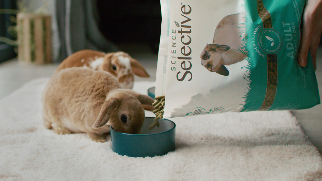How to treat a sick rabbit at home Supreme Petfoods