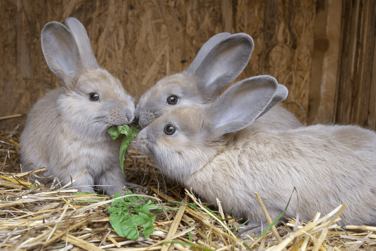 Rabbit Hutch eating hay and vegetables