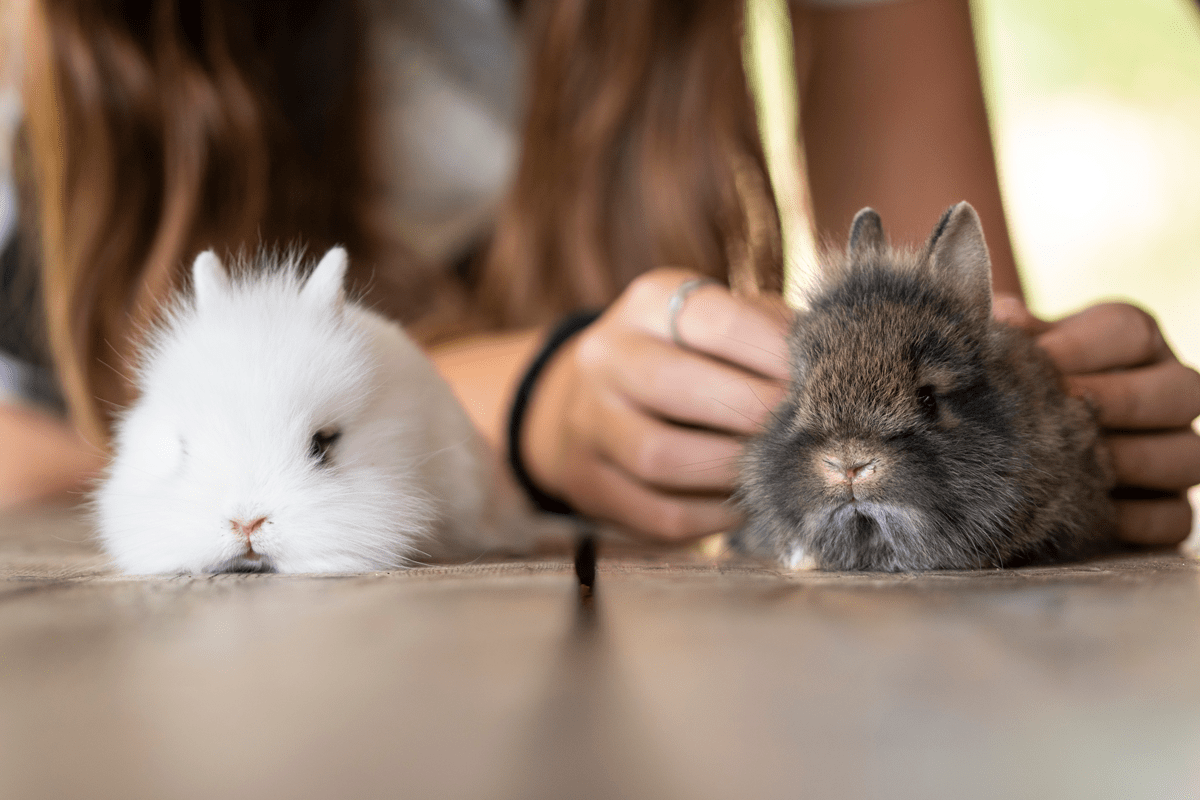 baby rabbits being stroked