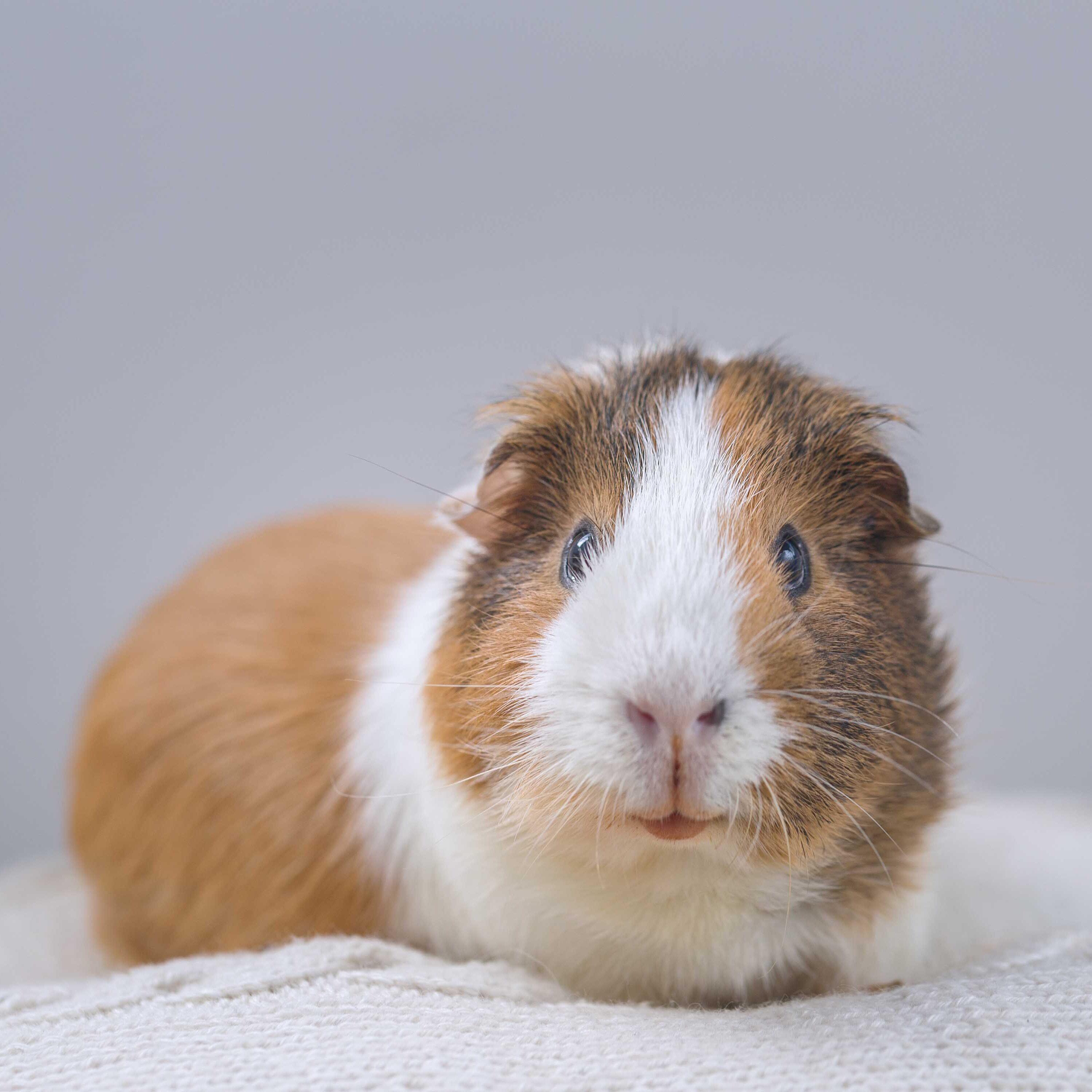 How Long Does a Pet Guinea Pig Live For? Supreme Petfoods